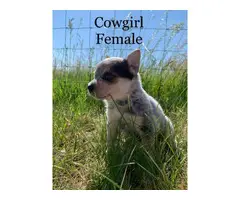 Beautiful purebred red and blue heelers