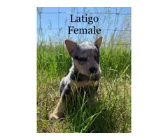 Beautiful purebred red and blue heelers - 5