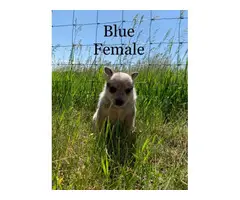 Beautiful purebred red and blue heelers - 7