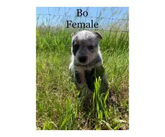 Beautiful purebred red and blue heelers - 9