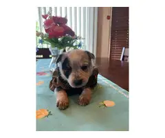 Beautiful purebred red and blue heelers - 10