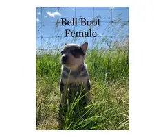 Beautiful purebred red and blue heelers - 11