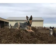 Beautiful purebred red and blue heelers - 21