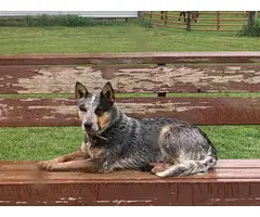 Beautiful purebred red and blue heelers - 22