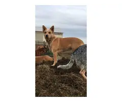 Beautiful purebred red and blue heelers - 24