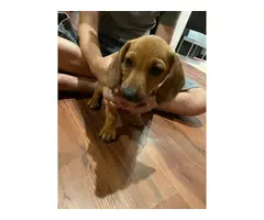 2 tiny dachshund puppies looking for a loving home
