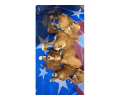 F1B goldendoodle puppies