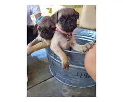 2 months old purebred male pug puppy for sale