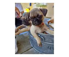 2 months old purebred male pug puppy for sale - 2