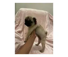 2 months old purebred male pug puppy for sale - 3