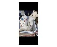 Alusky puppies looking for their forever homes