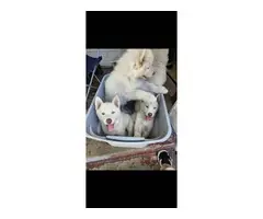 Alusky puppies looking for their forever homes - 2