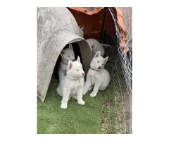 Alusky puppies looking for their forever homes - 3