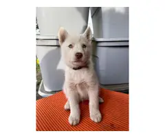 Alusky puppies looking for their forever homes - 6