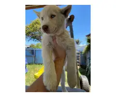 Alusky puppies looking for their forever homes - 9