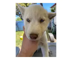Alusky puppies looking for their forever homes - 10
