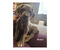 AKC registered Great Dane puppies for sale