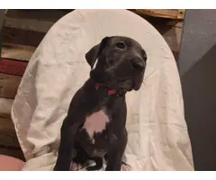AKC registered Great Dane puppies for sale