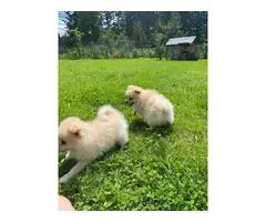 Beautiful 9 weeks old Pomeranians - 2