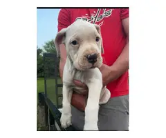 American Bulldog puppies for sale