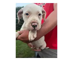 American Bulldog puppies for sale - 2
