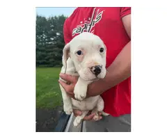 American Bulldog puppies for sale - 3