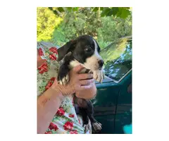 8 week old Boxer/bulldog mix puppies for adoption