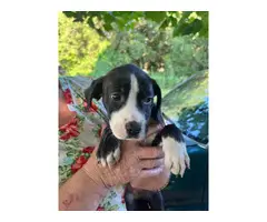 8 week old Boxer/bulldog mix puppies for adoption - 2