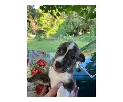 8 week old Boxer/bulldog mix puppies for adoption - 3