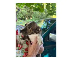 8 week old Boxer/bulldog mix puppies for adoption - 5