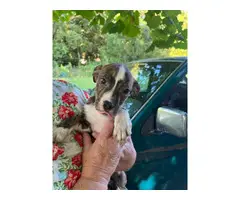 8 week old Boxer/bulldog mix puppies for adoption - 6