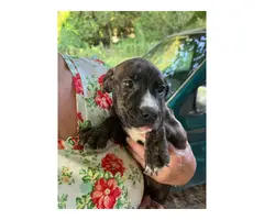 8 week old Boxer/bulldog mix puppies for adoption - 7