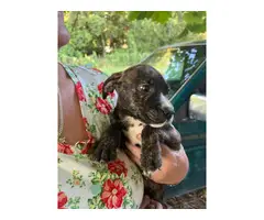 8 week old Boxer/bulldog mix puppies for adoption - 8