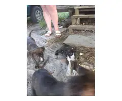 8 week old Boxer/bulldog mix puppies for adoption - 9