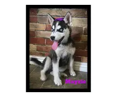 Father's Day Husky Puppies - 2