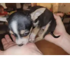 2 Apple head Chihuahua puppies - 9