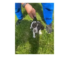 6 AKC registered German shorthaired pointers - 2