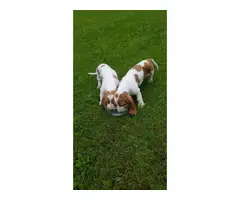 2 Basset Hound puppies for sale - 3