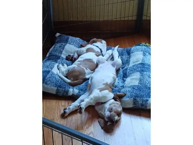 2 Basset Hound puppies for sale - 5/6
