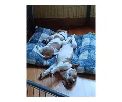 2 Basset Hound puppies for sale - 5
