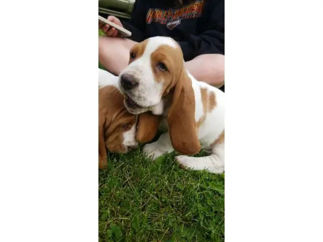 2 Basset Hound puppies for sale - 6/6