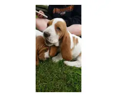 2 Basset Hound puppies for sale - 6
