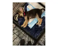 3 month old puppy German shepherd - 2