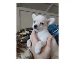 Chihuahua puppys - 2