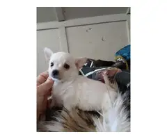 Chihuahua puppys - 3
