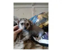 Chihuahua puppys - 4