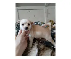Chihuahua puppys - 5