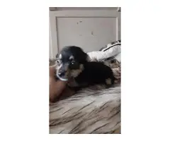 Chihuahua puppys - 6