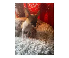 Precious puppy - 2