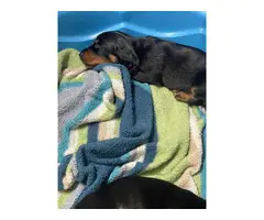 Three male mini dachshund puppies looking for homes - 3